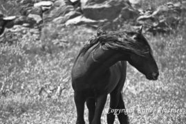 Black Wild Mustang