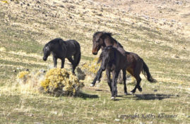 Two wild Mustang stallions are fighting over a mare.