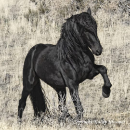 A beautiful wild black Mustang stallion.