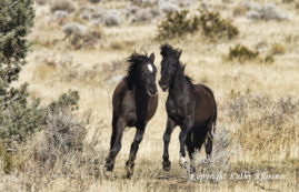 Two Young Stallion Mustangs Play Fighting