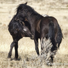 Young Mustang Horses Play Fighting