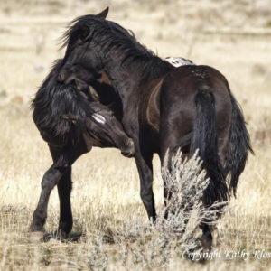 Young Mustang Horses Play Fighting