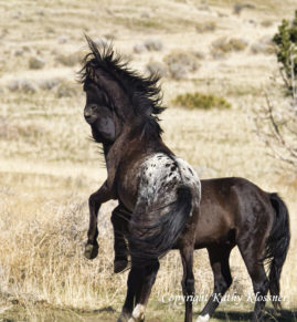 Black Mustang & Appaloosa Horse Play Fighting