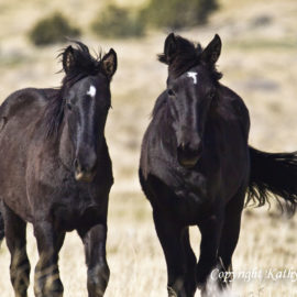 Two Happy Free Black Mustang Foals Walking Side by Side