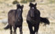 Two Happy Free Black Mustang Foals Walking Side by Side