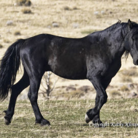 Beautiful Black Mustang Stallion