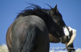 Black wild Mustang horse