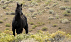 Wild Black Mustang Stallion