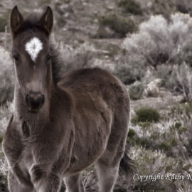 Black Mustang Foal with a diamond mark