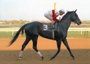 the black stallion racing